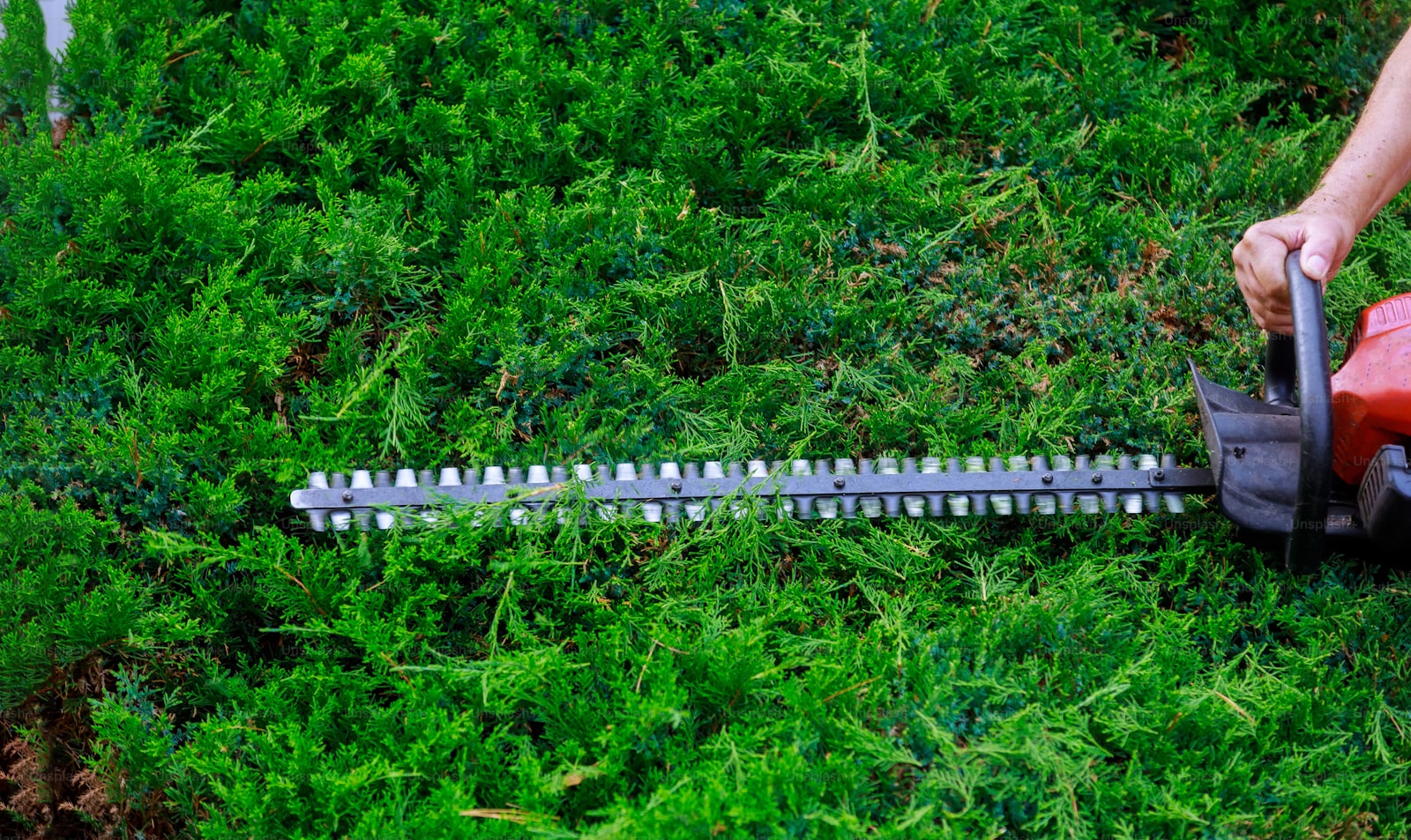 Jardinier professionnel taillant une haie avec un taille-haie thermique